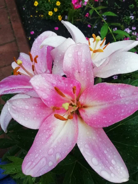 Втрата Красивих Квітів Лілій Букет Квітів Тло Квітів — стокове фото