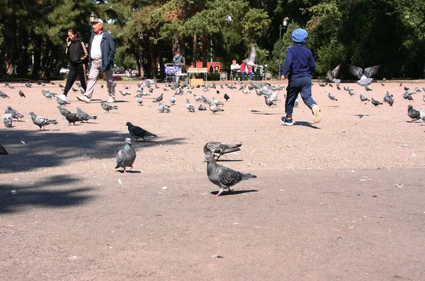 Almaty Kazakhstan 2019 카자흐스탄 알마티의 비둘기가 거리에 — 스톡 사진