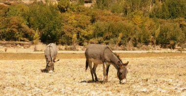 Tacikistan. Pamir otoyolu. Küçük bir ev eşeği sürüsü sürüden ayrılırken dağların bozkırlarında eğleniyor..