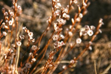 Doğu Pamir, Tacikistan 'da alışılmadık alp bitkisi, Acantholimon diapensioides.