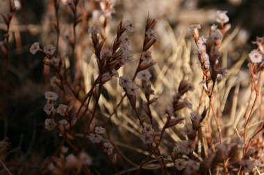 Doğu Pamir, Tacikistan 'da alışılmadık alp bitkisi, Acantholimon diapensioides.