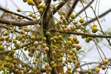 İlkbaharda bir ağacın dalında. Orta Asya 'da meyve ağacı