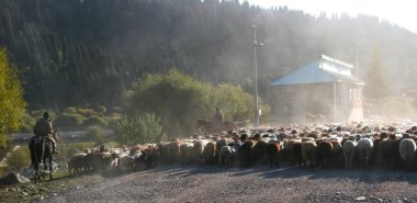Kırgızistan dağlarında yüksek bir yaylada koyun sürüsü. Otlakta bir koyun sürüsü