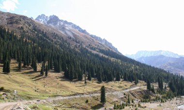 Güneşli bir dağ manzarası. Karlı tepeler, yeşil çimenler ve ağaçlarla kaplı bir dağ geçidi. Kırgızistan, Tien Shan. Kırgız Alatoo dağları, Tian-Shan, Ala-archa, Kırgızistan. Dağ manzarası. 