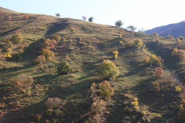 Kırgızistan 'da sonbahar ağaçları, arka planda Tien Shan Dağları, sonbaharda.