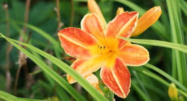 Turuncu zambak çiçekleri olan bir arka plan. Çiçek kompozisyonu. Metin için kopyalanma alanı. Çiçeklere odaklan.