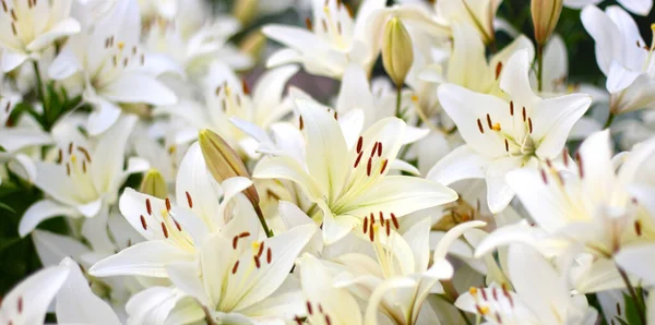 Fotografie Bílých Lilie Květiny Zahradě Zeleným Pozadím Letní Koncept Květinové — Stock fotografie