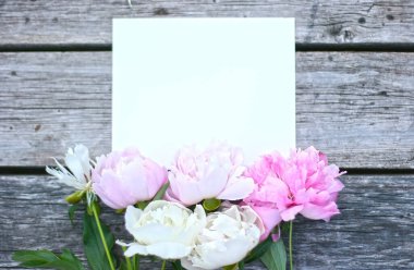 Pion çiçekli üst görünüm arkaplanı. Çiçek kompozisyonu. Bitkilerle takıl. Flowers beyaz masada yatıyordu. Kadın günü konsepti. Metin için kopyalama alanı. 