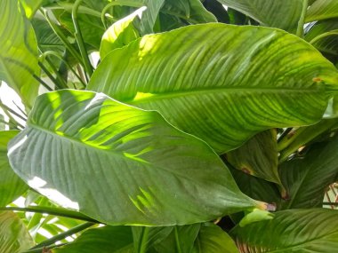 Yeşil bitkilerle üst görünüm arka planı. Kopyalama alanı ile yankı bileşimi. 