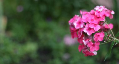 Pembe bahçe çiçekleri olan bir arka plan. Çiçek kompozisyonu. Metin için kopyalanma alanı. Çiçeklere odaklan.