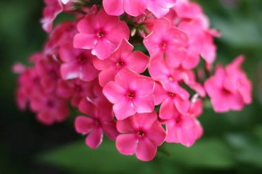 Pembe bahçe çiçekleri olan bir arka plan. Çiçek kompozisyonu. Metin için kopyalanma alanı. Çiçeklere odaklan.