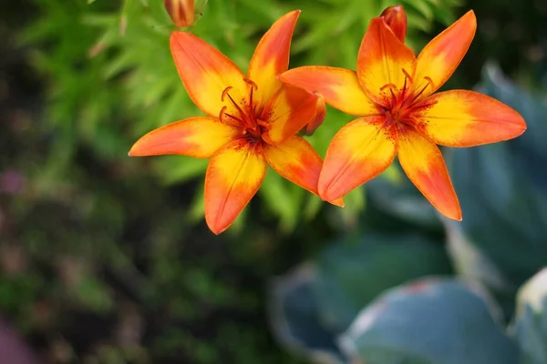 Turuncu Zambak Çiçekleri Olan Bir Arka Plan Çiçek Kompozisyonu Metin — Stok fotoğraf