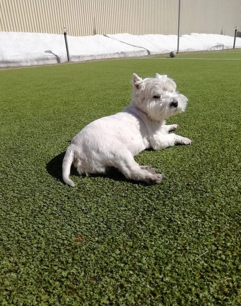 Lindo West Highland White Terrier Perro Olay Abajo Hierba Concepto — Foto de Stock