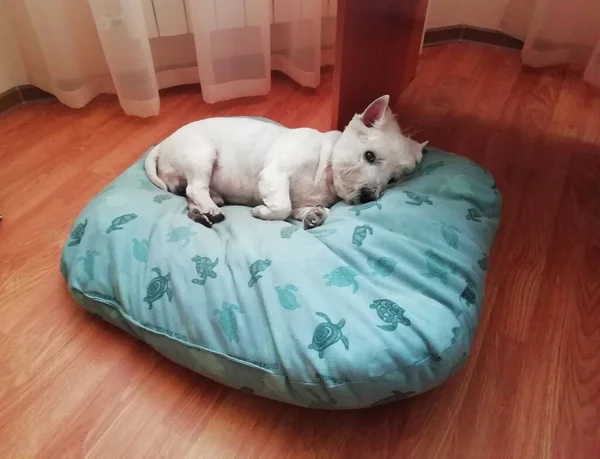 青い枕の上に寝そべってかわいい西ハイランドホワイトテリア犬 ペットのコンセプト コピースペース テキストの場所 — ストック写真