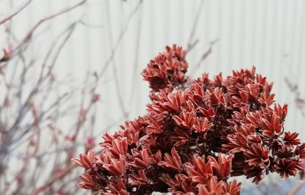 Unga Vårlöv Grenarna Blommande Njurar Bagulniks Svullna Vårknoppar Håller Att — Stockfoto