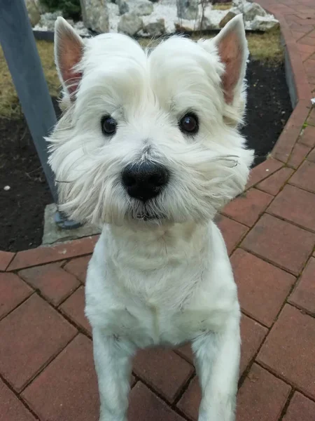 Carino West Highland White Terrier Ritratto Del Cane Concetto Toelettatura — Foto Stock