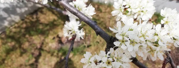 粉色和白色的苹果花在绿色的背景上 带有复制空间的照片 条幅尺寸 — 图库照片