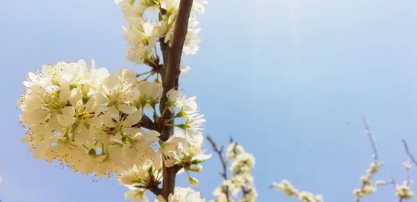 青空を背景にピンクと白のリンゴの花 コピースペース付きの写真 バナーサイズ — ストック写真