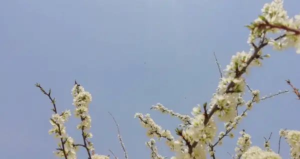 Mavi Arkaplanda Pembe Beyaz Elma Çiçekleri Fotokopi Alanı Olan Fotoğraf — Stok fotoğraf