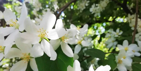 緑の背景にピンクと白のリンゴの花 コピースペース付きの写真 バナーサイズ — ストック写真