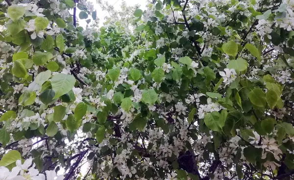 粉色和白色的苹果花在绿色的背景上 带有复制空间的照片 条幅尺寸 — 图库照片