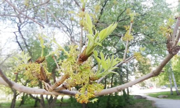 春天的嫩叶落在树枝上 开花结果的肾百吉花的膨大的春芽正要张开它们的叶子 有选择的重点 复制空间 — 图库照片