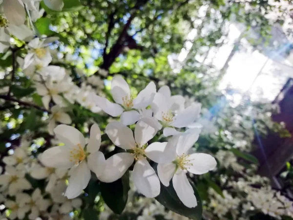 粉色和白色的苹果花在绿色的背景上 带有复制空间的照片 — 图库照片