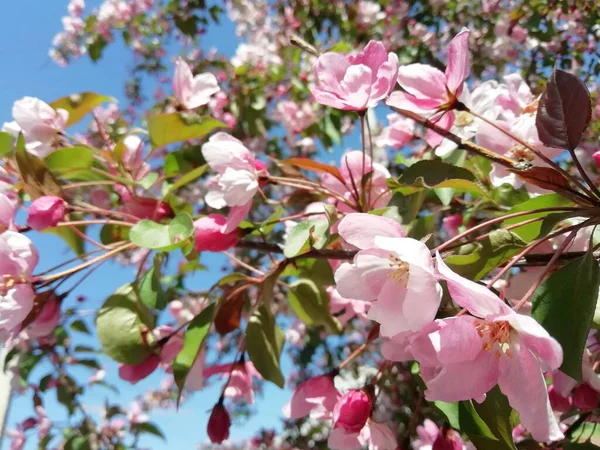 Рожеві Білі Квіти Яблук Зеленому Тлі Фотографія Простором Копіювання — стокове фото