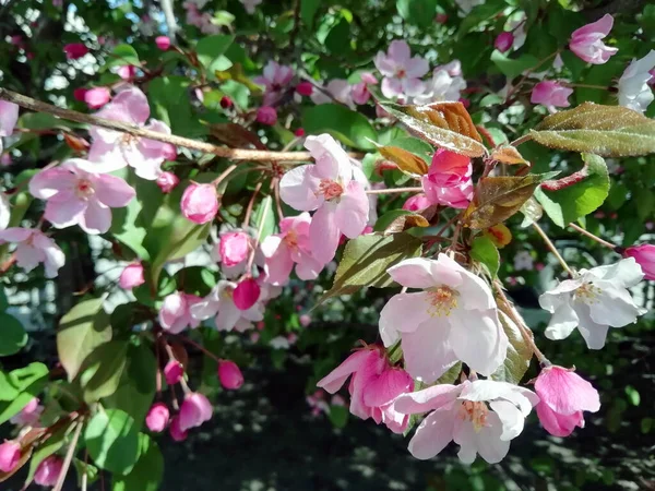 粉色和白色的苹果花在绿色的背景上 带有复制空间的照片 — 图库照片