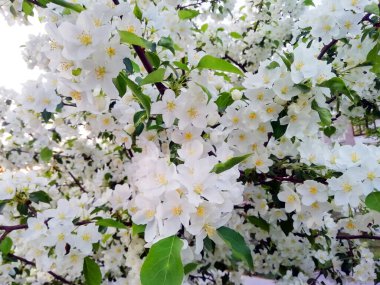 Yeşil arka planda pembe ve beyaz elma çiçekleri. Fotoğraf alanı kopyala.