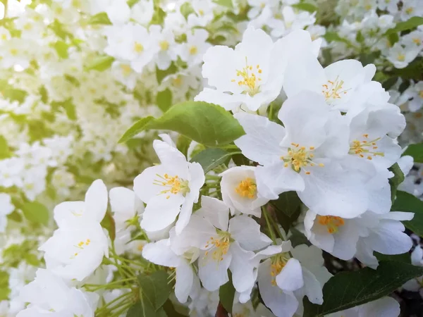 緑の背景にピンクと白のリンゴの花 コピースペース付きの写真 — ストック写真