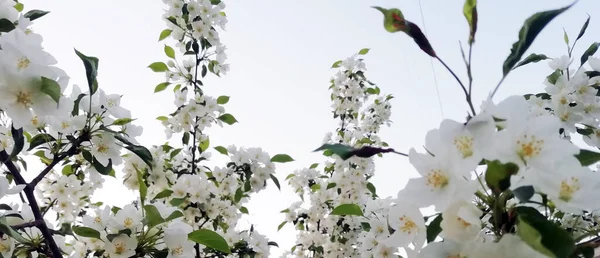 Flores Maçã Rosa Branca Fundo Verde Foto Com Espaço Cópia — Fotografia de Stock