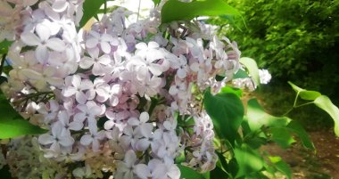 Arkaplan olarak beyaz leylak çiçekleri. Bahar arka planı. Güzel leylak çiçekleri. Bahar çiçeği. Çiçekli leylak çalısı ve narin bir çiçek. Yaz zamanı..