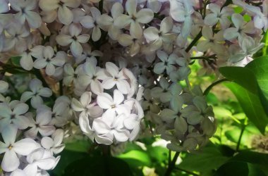 Arkaplan olarak beyaz leylak çiçekleri. Bahar arka planı. Güzel leylak çiçekleri. Bahar çiçeği. Çiçekli leylak çalısı ve narin bir çiçek. Yaz zamanı..