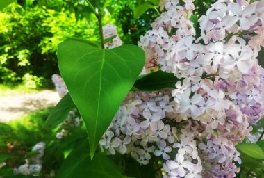 Arkaplan olarak beyaz leylak çiçekleri. Bahar arka planı. Güzel leylak çiçekleri. Bahar çiçeği. Çiçekli leylak çalısı ve narin bir çiçek. Yaz zamanı..