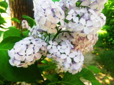 Arkaplan olarak beyaz leylak çiçekleri. Bahar arka planı. Güzel leylak çiçekleri. Bahar çiçeği. Çiçekli leylak çalısı ve narin bir çiçek. Yaz zamanı..