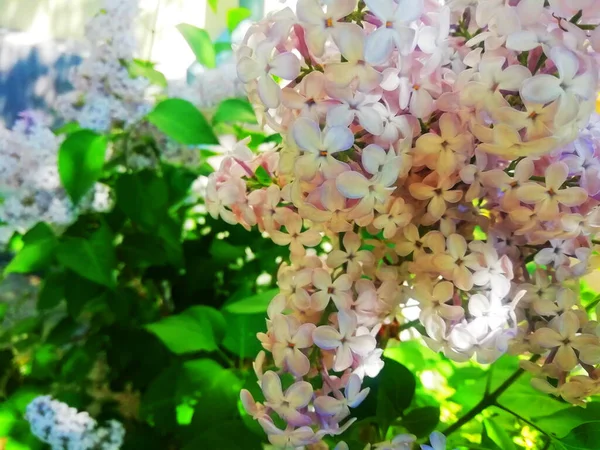Bílé Šeříkové Květy Jako Pozadí Jarní Pozadí Krásné Šeříkové Květy — Stock fotografie
