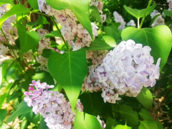 Arkaplan olarak beyaz leylak çiçekleri. Bahar arka planı. Güzel leylak çiçekleri. Bahar çiçeği. Çiçekli leylak çalısı ve narin bir çiçek. Yaz zamanı..