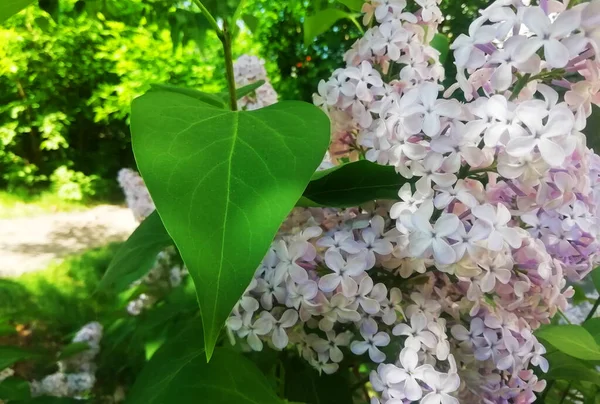 Arkaplan olarak beyaz leylak çiçekleri. Bahar arka planı. Güzel leylak çiçekleri. Bahar çiçeği. Çiçekli leylak çalısı ve narin bir çiçek. Yaz zamanı..