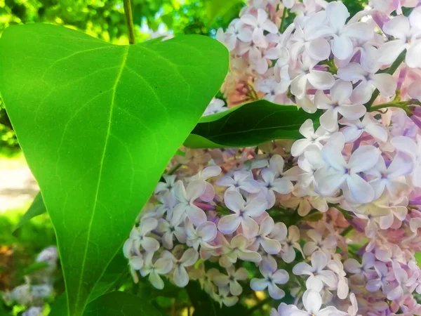 Vita Lila Blommor Som Bakgrund Vårens Bakgrund Vackra Syrenblommor Vårblomning — Stockfoto