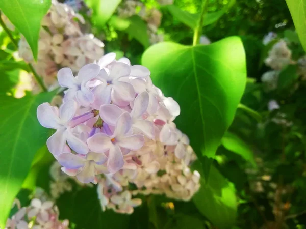 Vita Lila Blommor Som Bakgrund Vårens Bakgrund Vackra Syrenblommor Vårblomning — Stockfoto