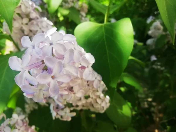 Vita Lila Blommor Som Bakgrund Vårens Bakgrund Vackra Syrenblommor Vårblomning — Stockfoto