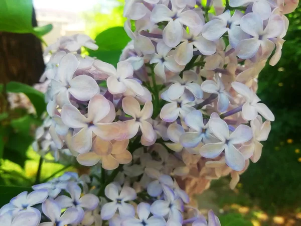Arkaplan olarak beyaz leylak çiçekleri. Bahar arka planı. Güzel leylak çiçekleri. Bahar çiçeği. Çiçekli leylak çalısı ve narin bir çiçek. Yaz zamanı..