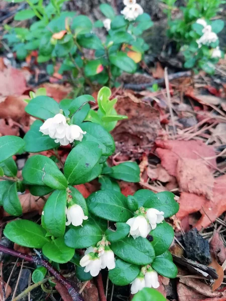 White flowers and lush foliage of a cowberry, lingonberry plant. Close-up of lingonberry flowers in the forests