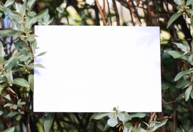 Yeşil yaprakların kağıt kart modeli. Çiçeklerden ve kağıt kart notlarıyla yapılmış yaratıcı bir düzen. Düz yatıyordu. Doğa konsepti.