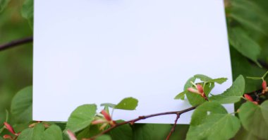 Yeşil yaprakların kağıt kart modeli. Çiçeklerden ve kağıt kart notlarıyla yapılmış yaratıcı bir düzen. Düz yatıyordu. Doğa konsepti.