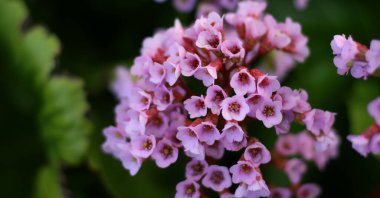 Pembe çiçek desenli pankart. Kopyalama alanı ile ilkbahar arkaplanı. 