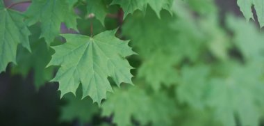 Yaz yeşili akçaağaç arka planda kalır. Yeşil akçaağaç yaprakları. Akçaağaç yeşil yapraklar bırakır. Boşluğu kopyala