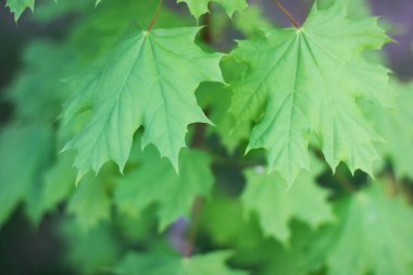Yaz yeşili akçaağaç arka planda kalır. Yeşil akçaağaç yaprakları. Akçaağaç yeşil yapraklar bırakır. Boşluğu kopyala