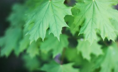 Yaz yeşili akçaağaç arka planda kalır. Yeşil akçaağaç yaprakları. Akçaağaç yeşil yapraklar bırakır. Boşluğu kopyala